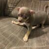 Male Chihuahua Puppies