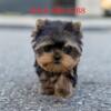 Rehoming Teacup Yorkie puppies