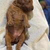 Standard POODLE & PUPPIES - Standard / BIG / Royal sized / Pony-sized RED puppies