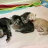 Maine Coon kittens have just been born