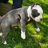 Pocket bully, American bully puppy