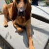 Bloodhound 1 year old-Rehoming