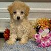 Toy Poodles