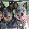 Blue Heeler Puppies, Australian cattle dog