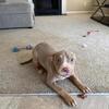 American Bully pups