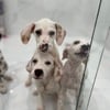 Dalmatian puppies