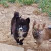 3 female Pomsky puppies