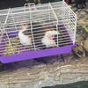 Guinea pig for sale