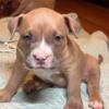 Pocket Sized American Bully Puppies