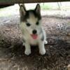 Siberian husky puppies for sale