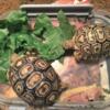 Two baby Leopard Tortoise for adoption, pick up Orlando area, I do not ship