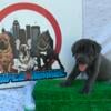 Cane Corso Puppies Available