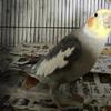 Male Cockatiel