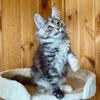 Maine Coon Female Kitten (Daisy 217) Available Now in Northwest Ohio