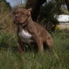 Rare XL American Bully Puppies 