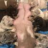 American Bully Pups ABKC