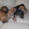 Beautiful Pocket Bully puppies for sale