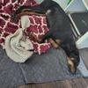 Female 6 mth old purebred doberman pinscher pup akc