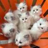 TICA Bicolor Ragdoll Kittens 