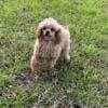 Akc Toy Poodle Female