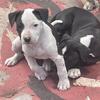 Adorable Pitbull Puppies