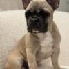 Beautiful AKC Registered Tan French Bulldogs Ready For There Fureverhome