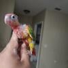 Conures, ringnecks, quakers, caique, eclectus