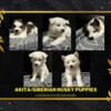 Akita and Siberian Husky Mix Puppies