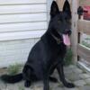 AKC German Shepherd Female: JAVAH