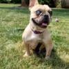 AKC French Bulldog Female (In heat)