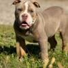 Yarrow - handsome hunk male olde English Bulldogge puppy