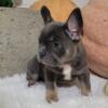 Rio AKC French Bulldog