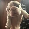 English bulldog puppies