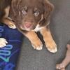 Female mini Aussiedoodle