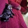 2 females sisters looking for a home 