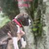 Akc boxer puppies for sale