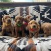 Goldendooodle puppies