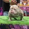 American bully stud service