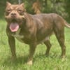 Chocolate Tri adult American Bully female for sale