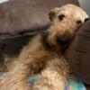 Airedale Terrier puppies (born 8/30/24)