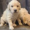 AKC English Cream Golden Retrievers- Males Available-Ready for their Furever HomesNow