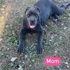 Cane Corso Puppies