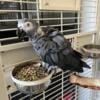 African grey proven breeder