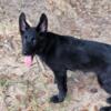 German Shepherd pups for sale. .