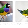 NFS Closed Banded Lady Gouldian Finches