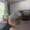 red belly parrots