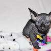 Sphynx Male Kitten