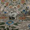 10 week old Baby Chinchilla for rehoming