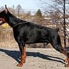 European Doberman puppies akc