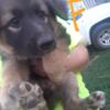 1 Pure bred, german shepherd puppies looking for their forever homes